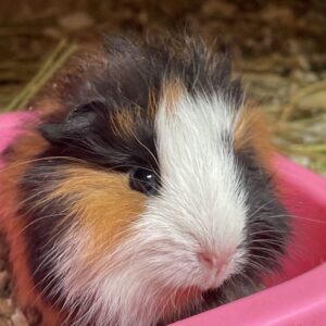 Cuy pequeño