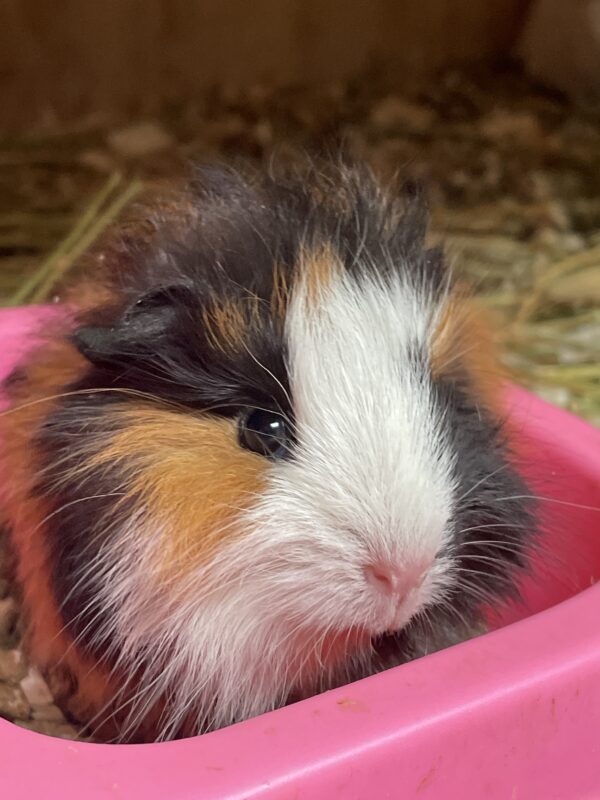 Cuy pequeño