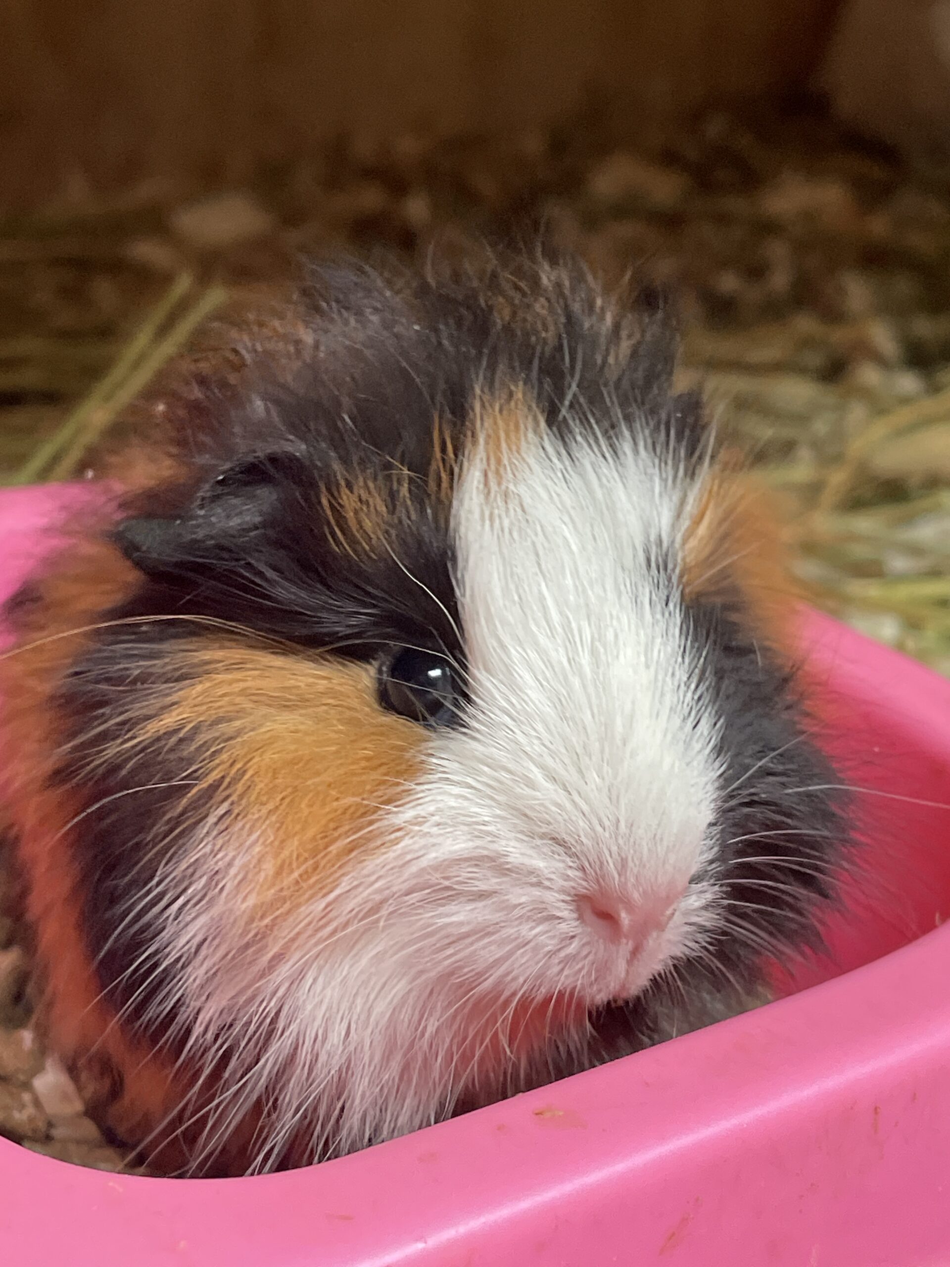 Cuy pequeño