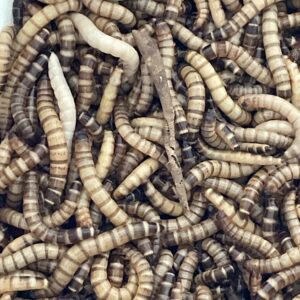 Larvas de Zophobas, Zophoba morio mediana x10