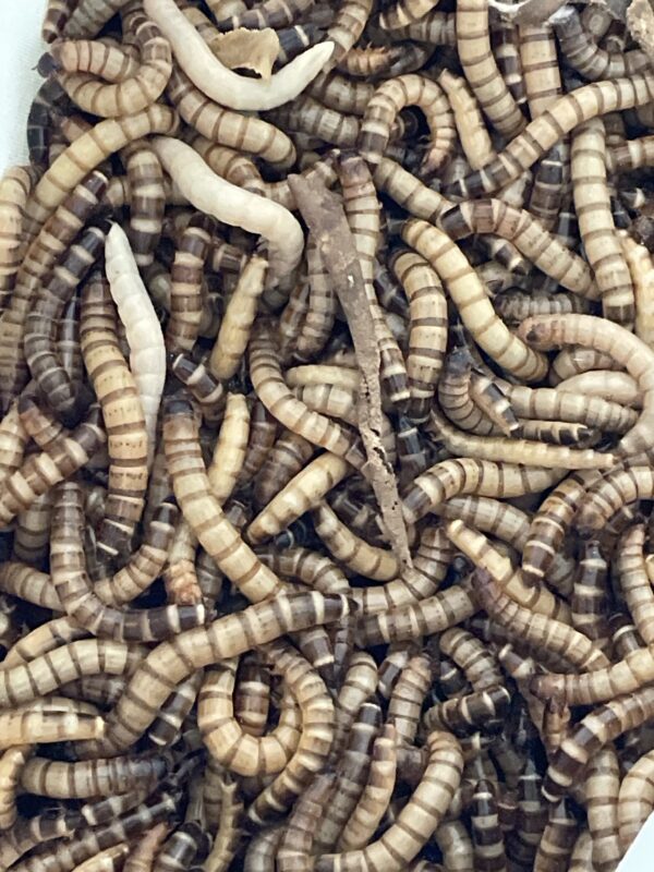 Larvas de Zophobas, Zophoba morio mediana x10
