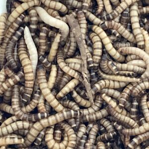 Larvas de Zophobas, Zophoba morio x10