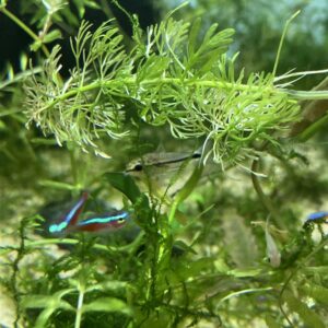 Corydora Pigmea 10x20.000