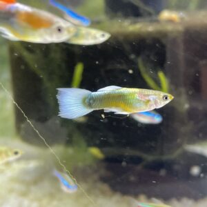Guppy Importado 4x10.000