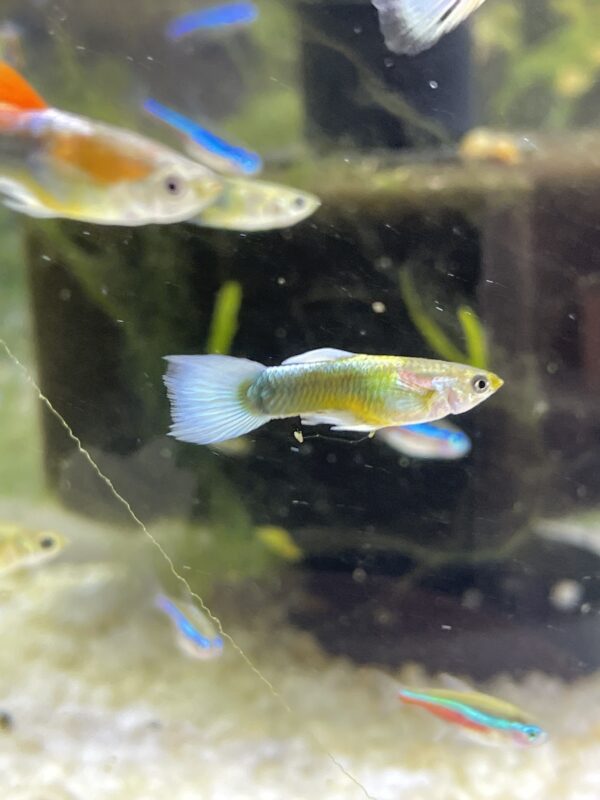 Guppy Importado 4x10.000