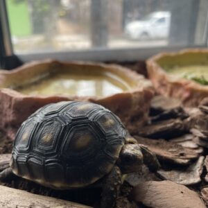 Tortuga de Pata Roja, Chelonoidis Carbonaria