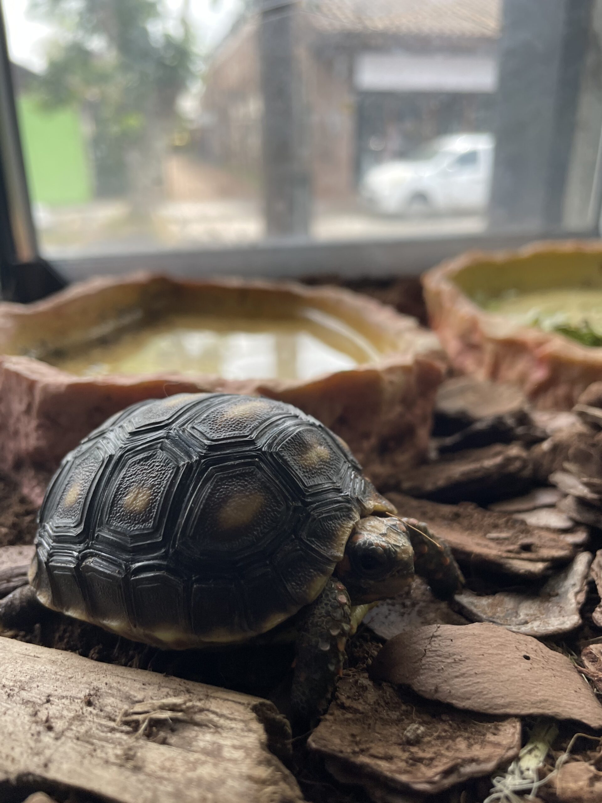 Tortuga de Pata Roja, Chelonoidis Carbonaria