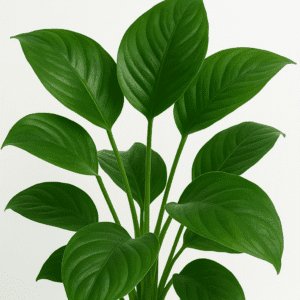Planta Anubias barteri var por hoja