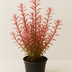 Planta rotala pink 5x5.000