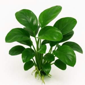 Planta Anubias barteri var nana por hoja