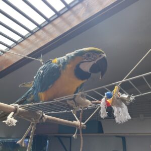 Guacamayo Azul y Amarillo (Ara ararauna) – 7 meses