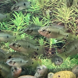 Pez joya Hemichromis bimaculatus