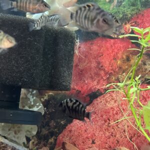 Convicto Amatitlania nigrofasciata