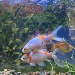 Carassius Cometa mix talla XXL