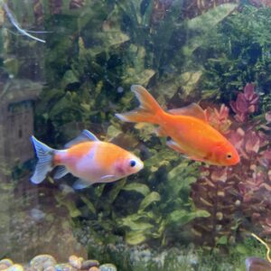 Carassius Cometa talla XL