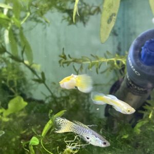 Guppy Orejon amarillo