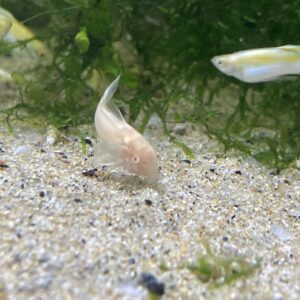 Corydora albina velo