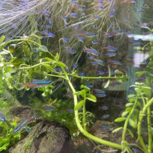 Tetra neon 10x15.000