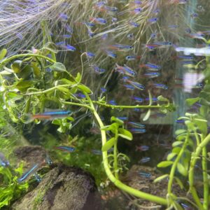 Tetra neon 10x16.990