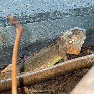 Reptiles