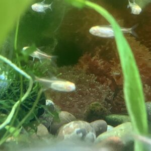 Tetra glowlight albino