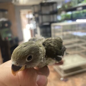 Inseparable Agapornis Papillero