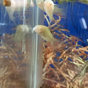 Corydora aeneus albina