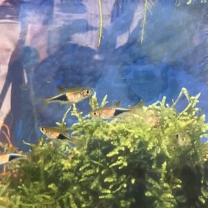 Rasbora Florida Het