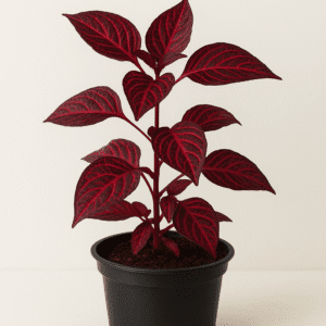 Planta Red blood 5x5.000