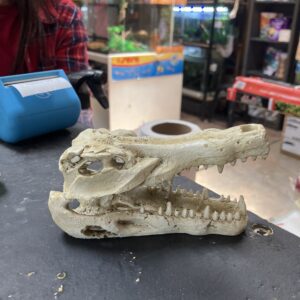 Adorno Craneo de bestia