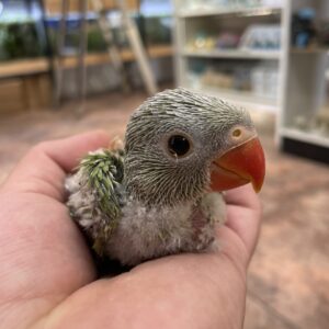 Aves