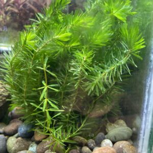 Planta Elodea 10X8.000