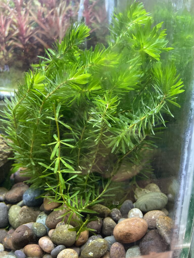 Planta Elodea