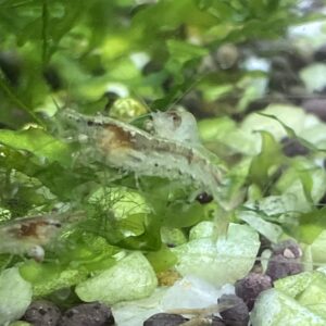 Camaron wild 25x25000