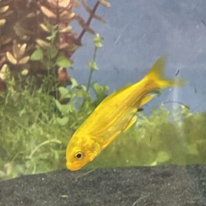 Koi oro