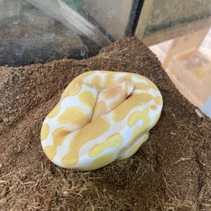 Piton bola albina / Python regius Hembra