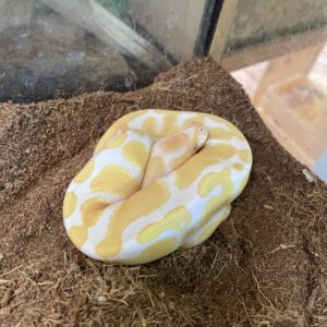 Piton bola albina Candido/ Python regius Hembra