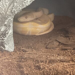 Piton bola albina, Python regius Macho