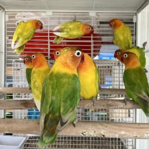 Inseparable Agapornis Fisher Pareja 100.000