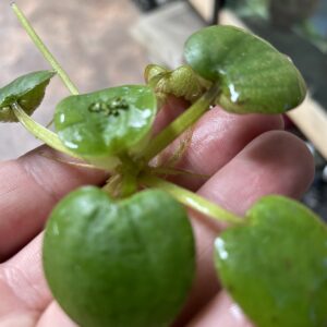 Planta flotante Limnobium