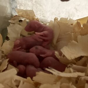 Ratón Rosado Pinkie