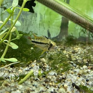 Apistogramma cacatuoides