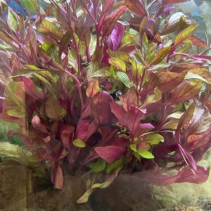 Planta ceylan 25x25.000