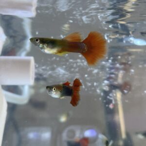 Guppy Macho koi