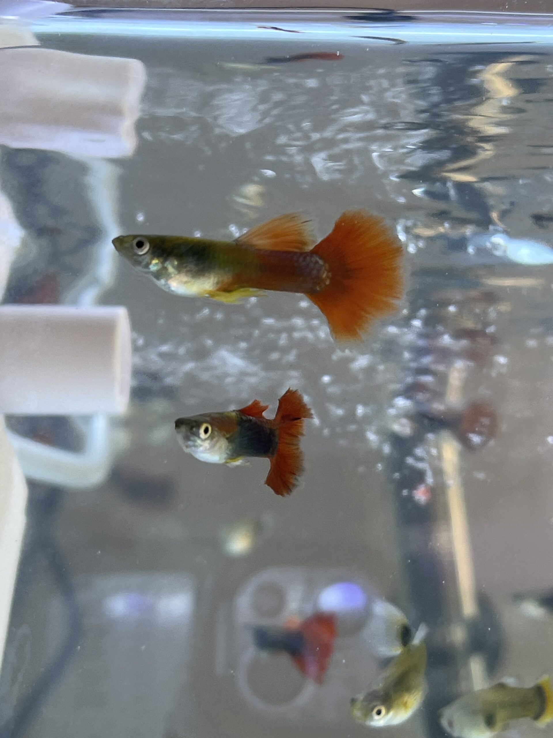 Guppy Macho koi