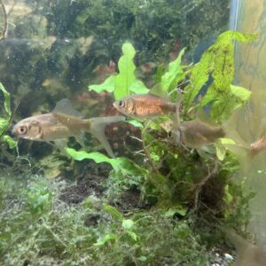 Carassius Cafe 3x10.000