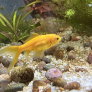 Carassius cometa oro