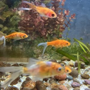 Carassius Cometa mix talla M