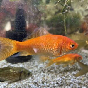 Carassius Cometa talla XXL