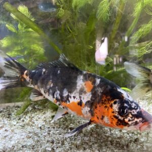 Koi 25 CM